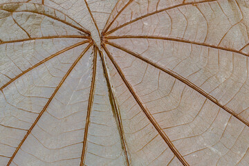 Closeup of varnished dry leaf. Leaf veins structure. Background texture