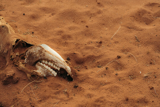 Skull burried in the sand