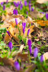 Purple Crocuses Blooming Amongst Brown Leaves
