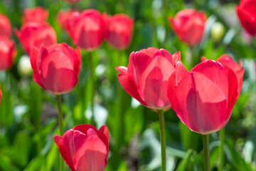 Spring flowers tulips in the garden