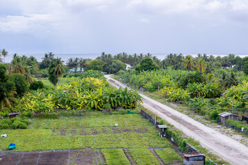 Banana farm in the tropical island Fuvahmulah