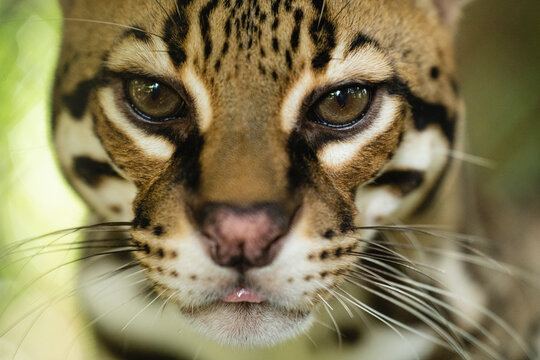 Portrait of a feline 