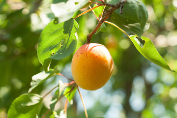 juicy apricot on a branch