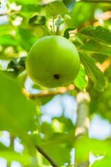 green apple on a branch in the garden