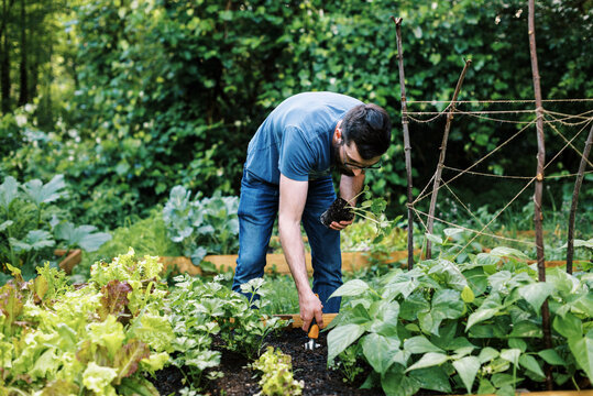 Millennial man in vegetable garden in backyard