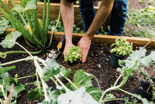 Millennial man in vegetable garden in backyard