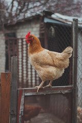 Red chicken on the farm sits on the fence