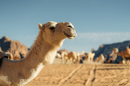 Side photo of a camel