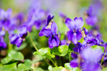 Spring flowers. wood violet, viola odorata, dog wild violet, viola hirta, viola sororia, sweet violet, Queen Charlotte flower. Violet violets flowers bloom in the spring forest. Viola odorata.
