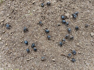 background image of goat excrement