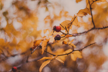 red rosehip in autumn with yellow leaves