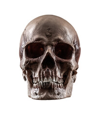 Human skull