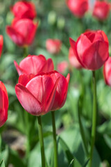Fototapeta premium Red Tulips in Bloom on a Sunny Spring Day