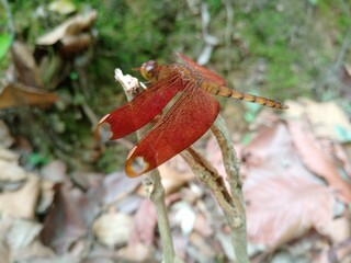 dragonfly on a leaf
