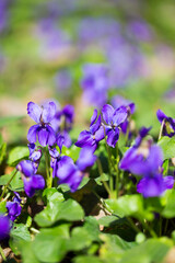 Spring flowers. wood violet, viola odorata, dog wild violet, viola hirta, viola sororia, sweet violet, Queen Charlotte flower. Violet violets flowers bloom in the spring forest. Viola odorata.