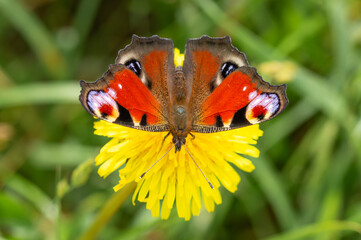 Peacock butterfly individual on a dandelion flower