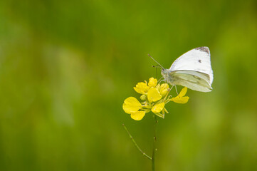 Small White butterfly on a yellow wildflower