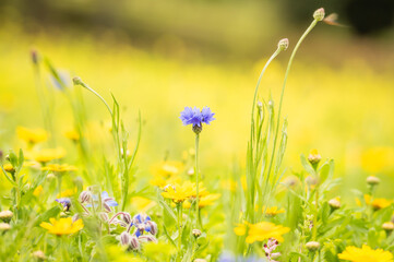 Solitary cornflower in a bright meadow