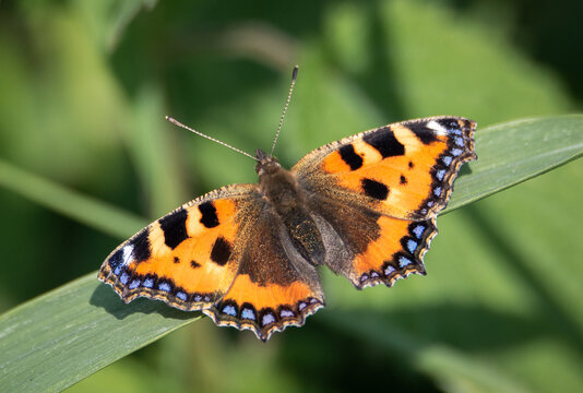 Small Tortoiseshell butterfly resting on a broad grass blade