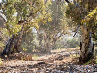 Obraz premium Australian outback seen with dry creek and gum trees