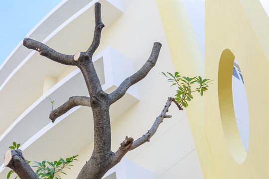 Pruned trees and yellow building.