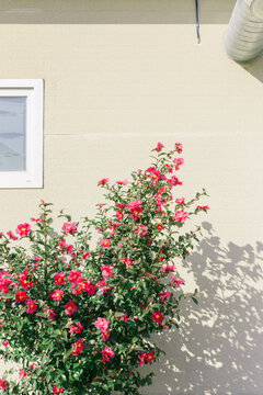 Pink flowers next to an ivory colored building.