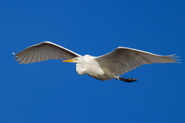 Ein Silberreiher fliegt mit ausgebreiteten Flügeln vor einen wolkenlosen tiefblauen Himmer