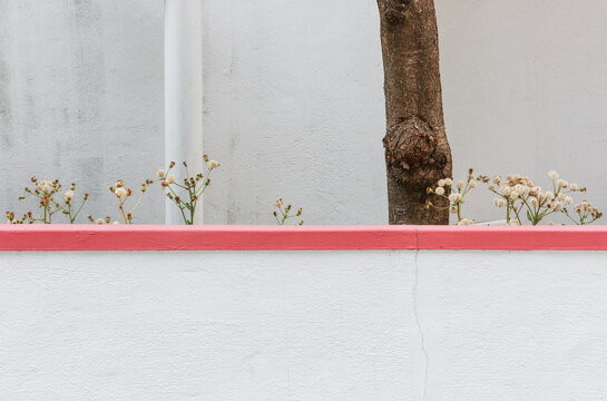 Plants and pink lines growing in a small garden next to the building.