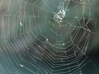 spider net in a meadow