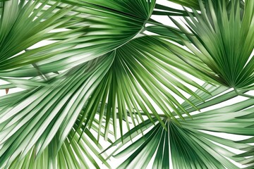 Minimal background with with green leaves. Abstract background. Green and white colors background for social media banners, promotion, cosmetic product show. 