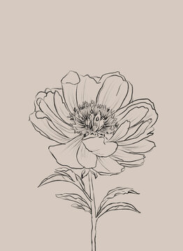 Hand drawing peony on neutral background.