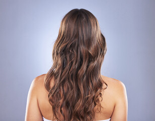 Fototapeta premium Beauty, hair and back of a woman in studio for curls, growth and healthy texture on blue background. Aesthetic female model for hair care and cosmetic shine results for salon or hairdresser treatment