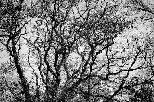 Black and white photograph of the silhouette of a deciduous tree.