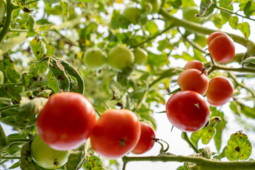 Red Tomatoes. Beautiful red ripe Tomatoes grown in a greenhouse. Gardening tomato photograph with copy space.