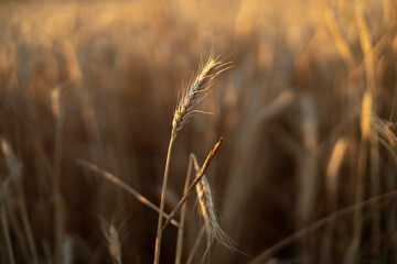 Wheat Field In Summer