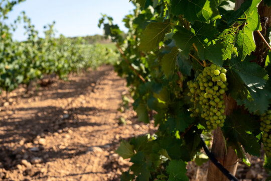 Spanish wine vineyards