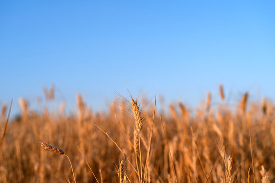 Wheat Field In Summer