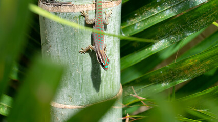 Bunter Gecko auf einem Palmenstamm (Mauritius)