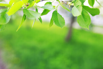 Spring nature background. Greenery of trees and grasses on a sunny spring morning. Forest landscape.