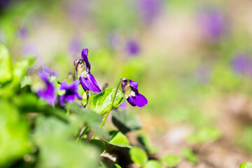 Spring flowers. wood violet, viola odorata, dog wild violet, viola hirta, viola sororia, sweet violet, Queen Charlotte flower. Violet violets flowers bloom in the spring forest. Viola odorata.