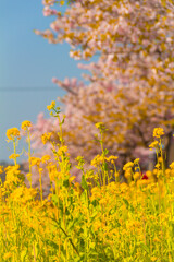 菜の花と桜並木