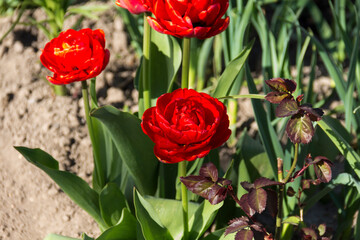 close-up of blooming red tulips. tulip flowers with deep red petals. forming flower arrangement background.