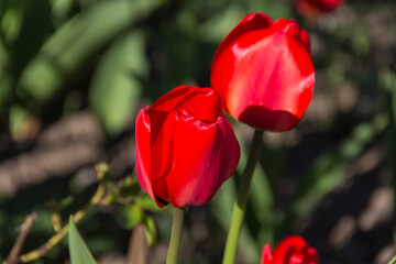 close-up of blooming red tulips. tulip flowers with deep red petals. forming flower arrangement background.