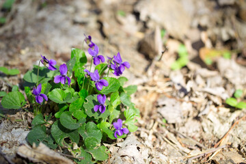 Spring flowers. wood violet, viola odorata, dog wild violet, viola hirta, viola sororia, sweet...