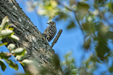 Japanese pygmy woodpecker on tree