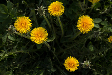 Yellow flowers of dandelions in green backgrounds. Spring and summer background.