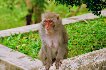 Monkeys at the LinUng Buddhist Temple on the Seoncha Peninsula near Da Nang, Vietnam.