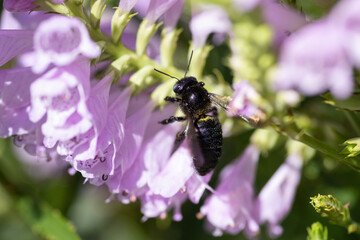 花に止まるミツバチ
