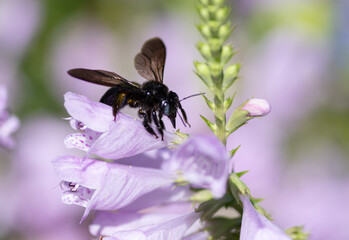 Fototapeta na wymiar 花に止まるミツバチ