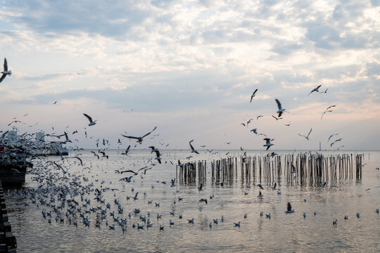 A large flock of seagulls in a feeding frenzy in Thailand